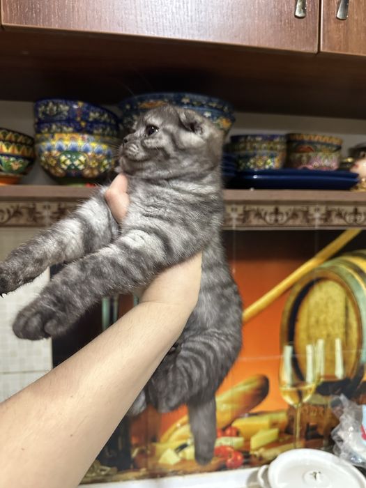 чистокровная шиншилла девочка