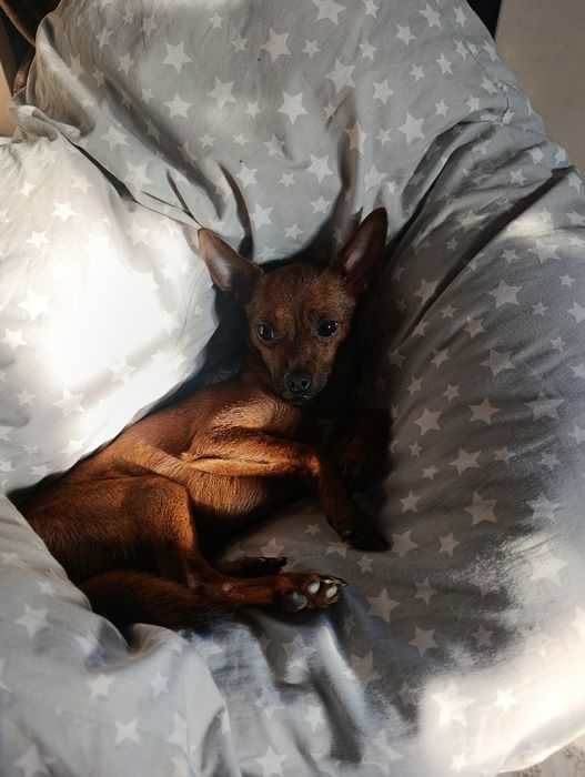 Предлагается кобель для вязки