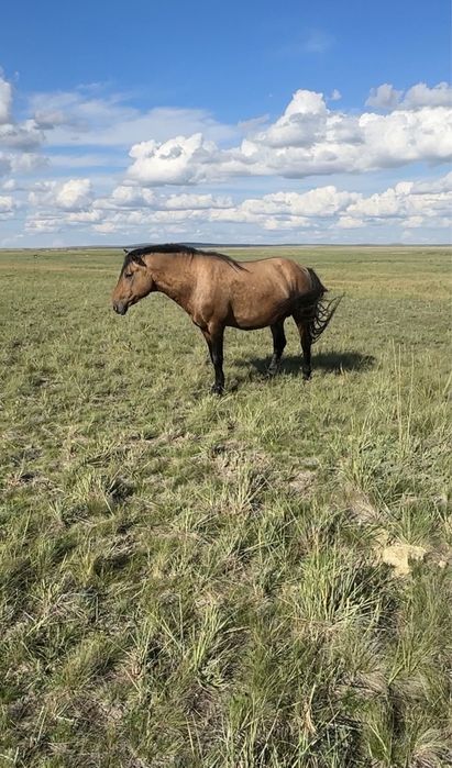 Айгыр мугалжар 4 жасар