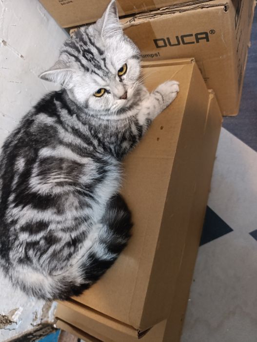 Шотланские вислоухие