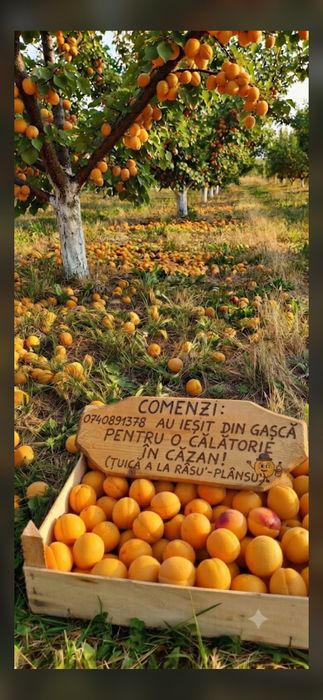 Caise pentru țuică