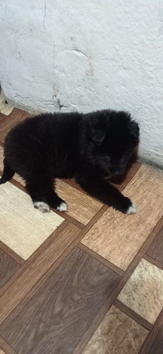 Бесплатно отдам щенка девочку в добрые руки