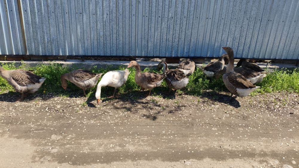 Продам Гусей Крупно серый