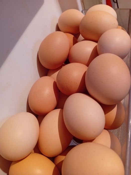 Продам куриные яйца домашние