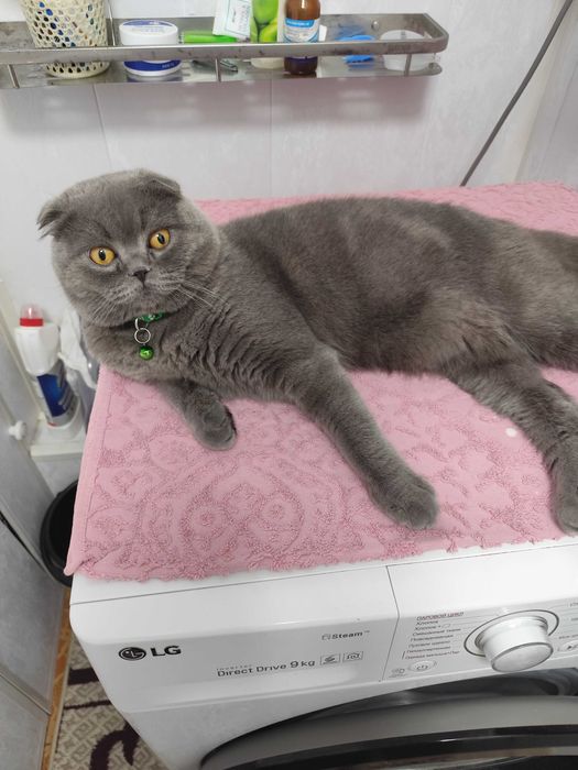 Вязка скоттиш фолд