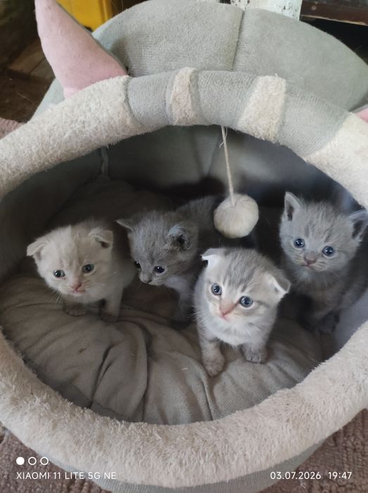 Отдам кошку,котят  добрые руки.