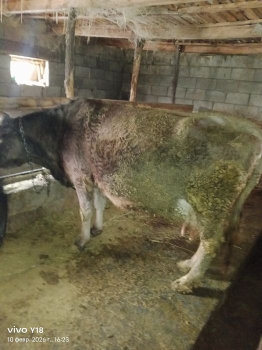 Сиир сатамын ...