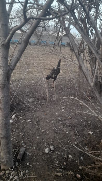 Dakan xo'roz 8 oylik