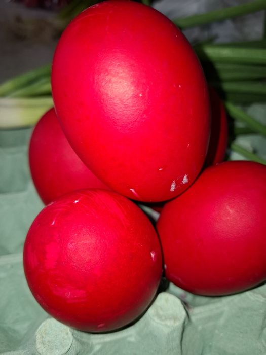 Vând gâște de casă și oua de gâscă