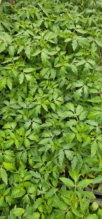 Разсад домати, Левурда,  вечен лук, целогодишни ягоди