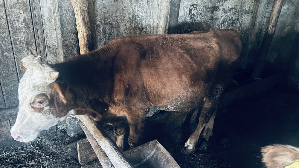 Продам двух быков