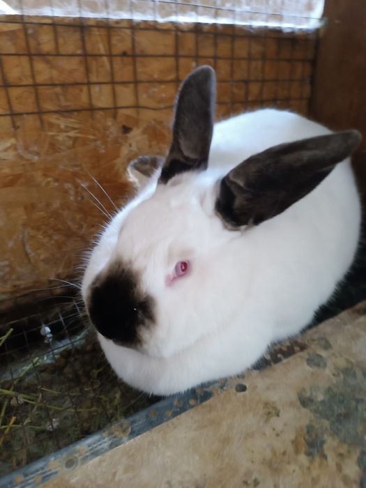 Продам мясо кролика