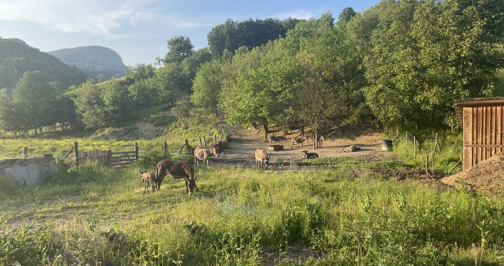 Vând lapte proaspăt de măgăriță