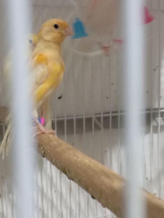 Продаю канарейку.