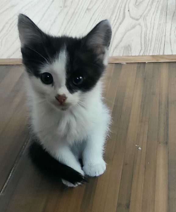 Отдам котят, бесплатно
