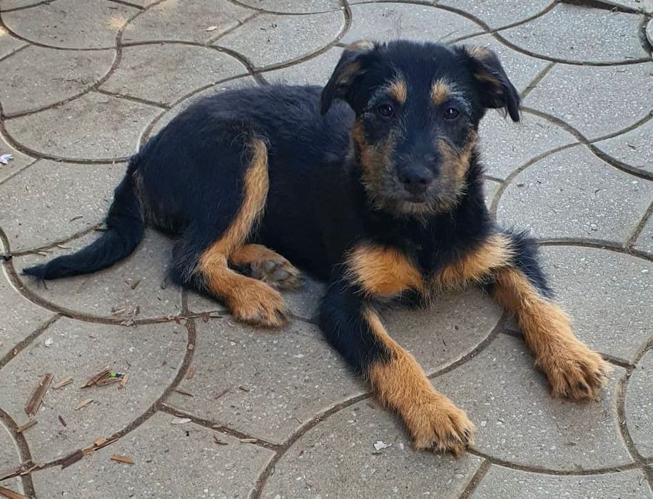 Dau pt adoptie 6 caini frumosi si lipiciosi, 4 baieti si 2 fete.