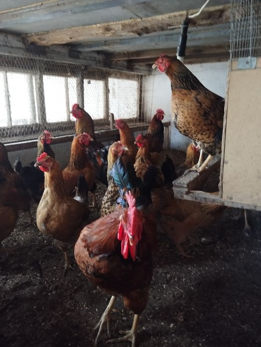 Яйцо инкубацыонное