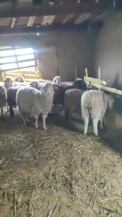 бордакы койлар сатылады