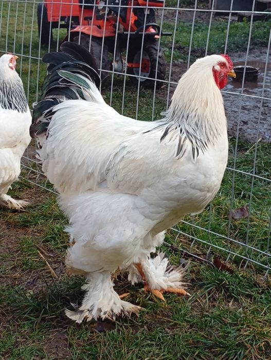 Brahma herminat deschis HD