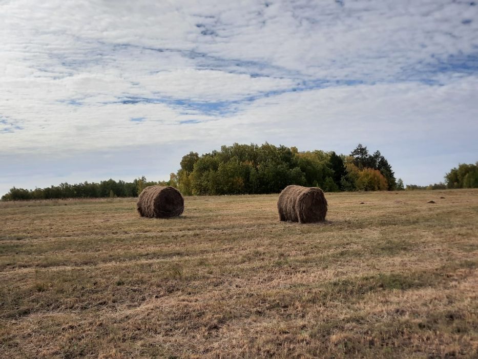Cенокосы 1450 гектаров в аренду