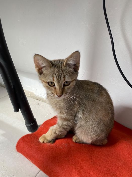 Отдаем в добрые руки