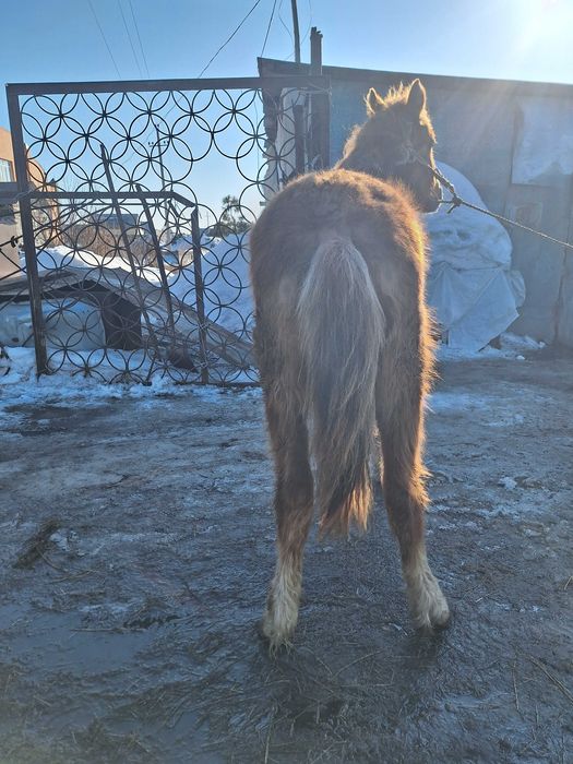 Продам жеребёнка .