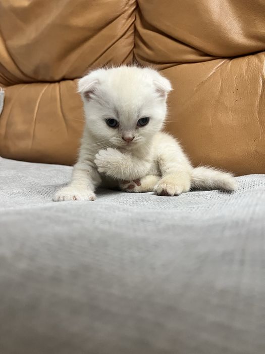Шикарный Кремовый вислоухий котёнок Scottish Fold