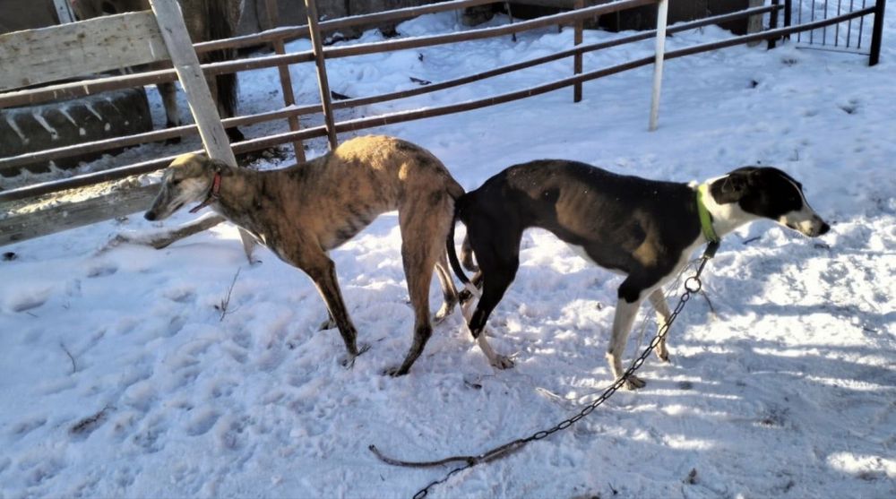 Грей,гончия,грейхайнд,щенки