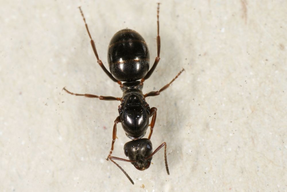 Муравьи Formica (Serviformica) Fusca