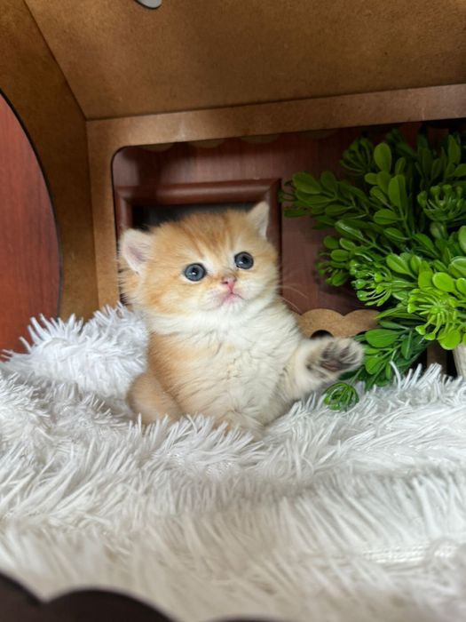 Лялечки шиншилкии золотинки