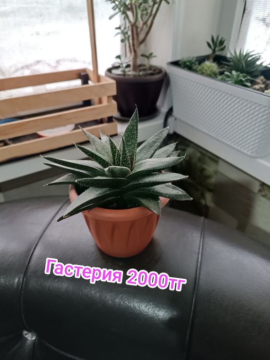 Комнатные цветы суккуленты