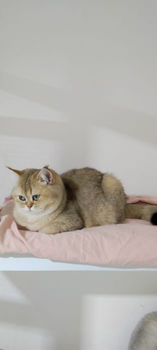 кошечки  британские 9 мес