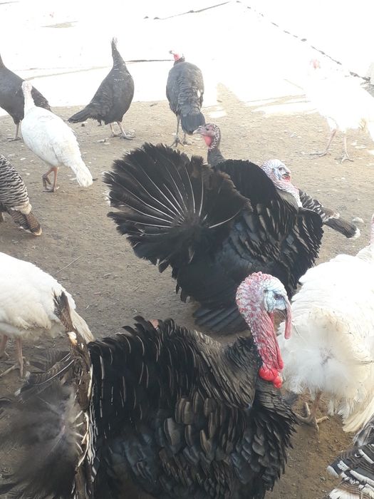 Индюки продаются
