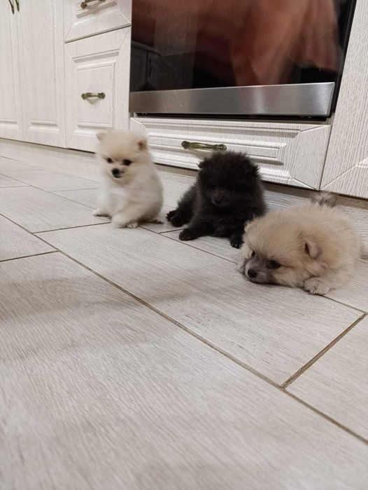 Щенки померанского шпица