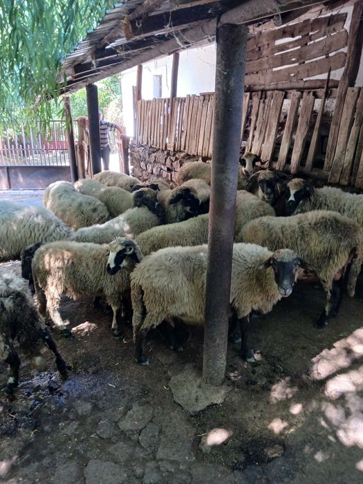 Animale domestice,oi de rasă