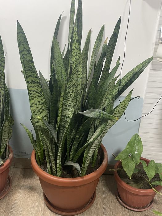 Хонаки Гуллар Сансевиерия