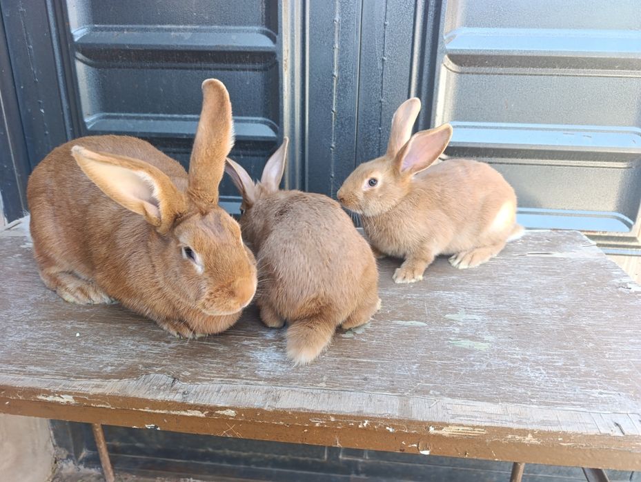 Burgunt quyon bolalari sotiladi