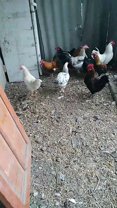 Невзрослые,ёщё молодые петущки