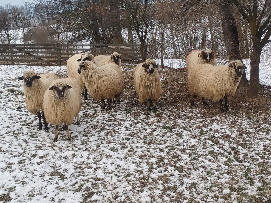 Vând 6 oi și un berbec la alegere