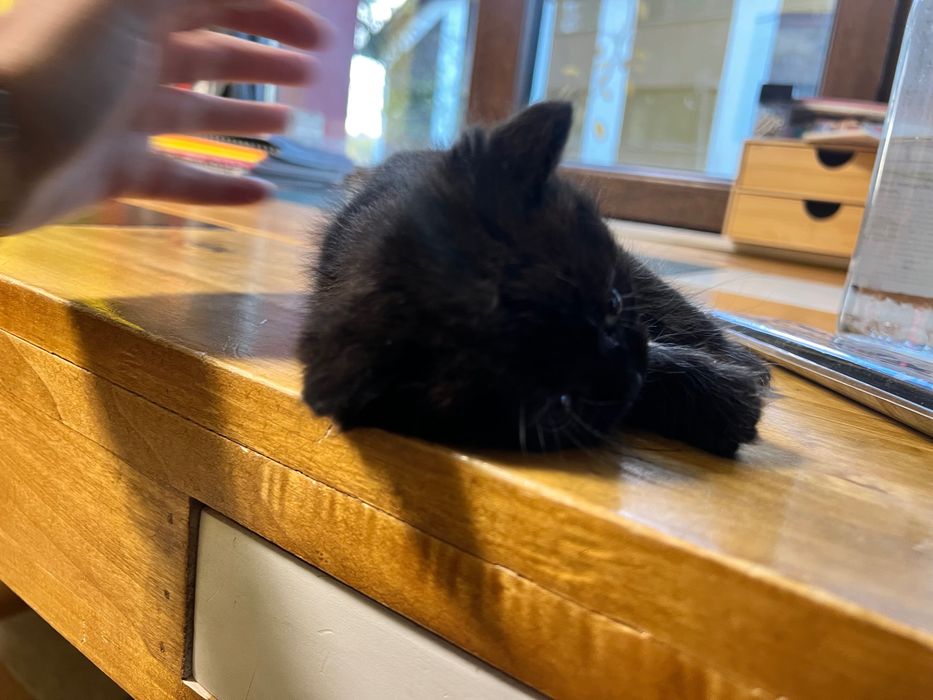 Коте търси своя дом