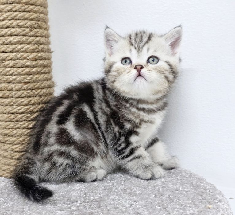 ШоТлаНдские КотЯта..