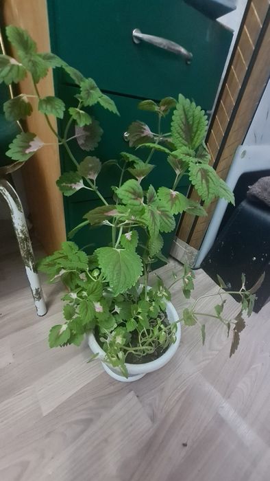 Продам 1500 колеус