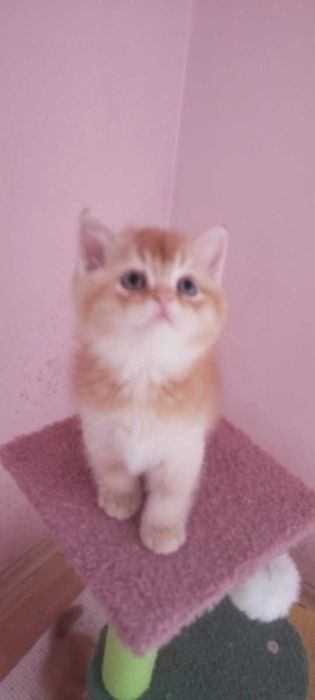 Златни чинчили шотландски котенца