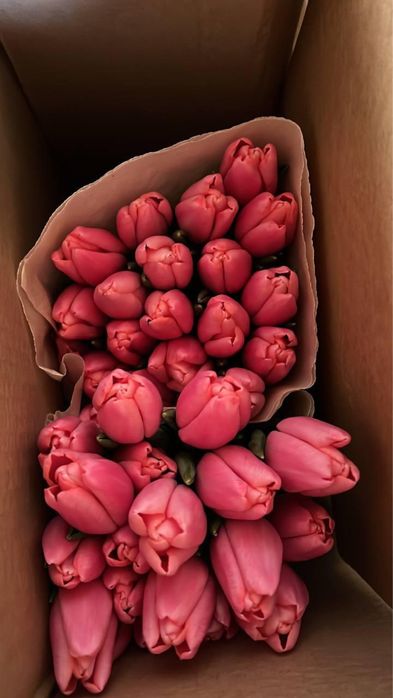 Тюльпаны оптом и в розницу