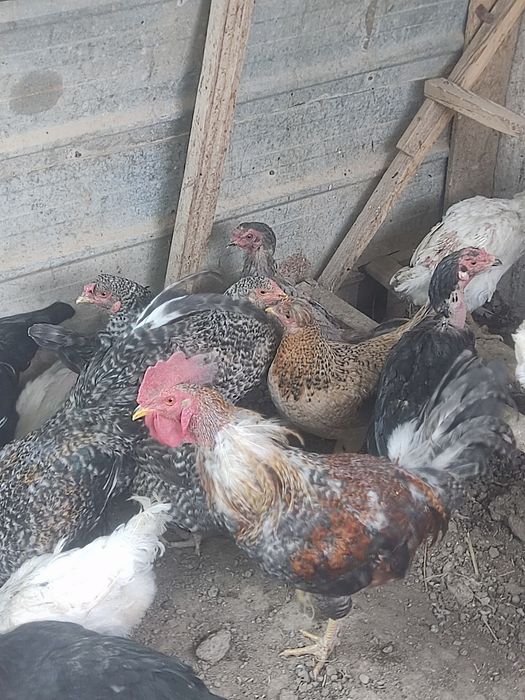 Продам домашние куры