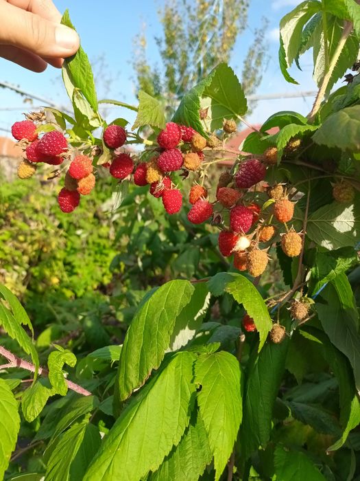 Stoloni capsuni remontanti, zmeura remontanta, smochin de la 0,60 lei.
