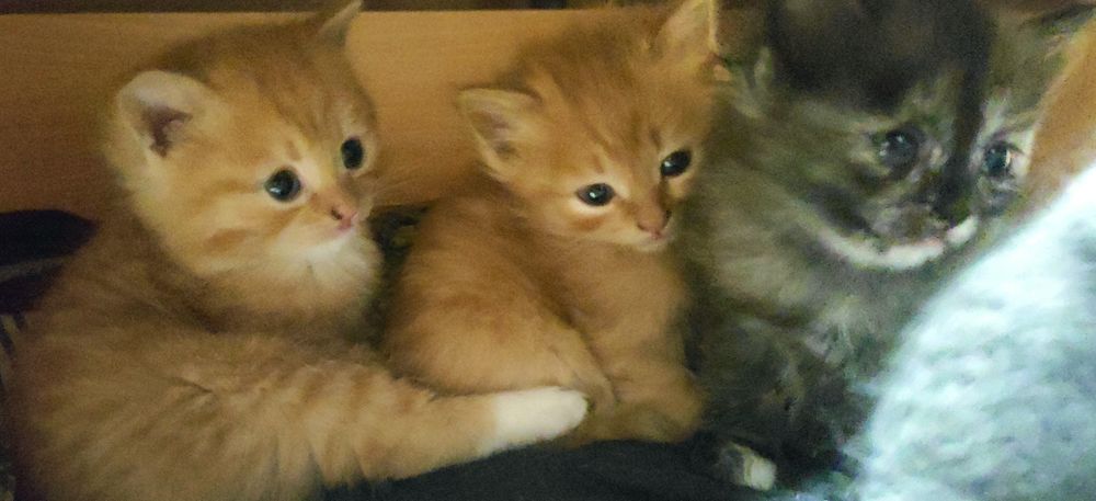 Отдам котят в добрые руки:)