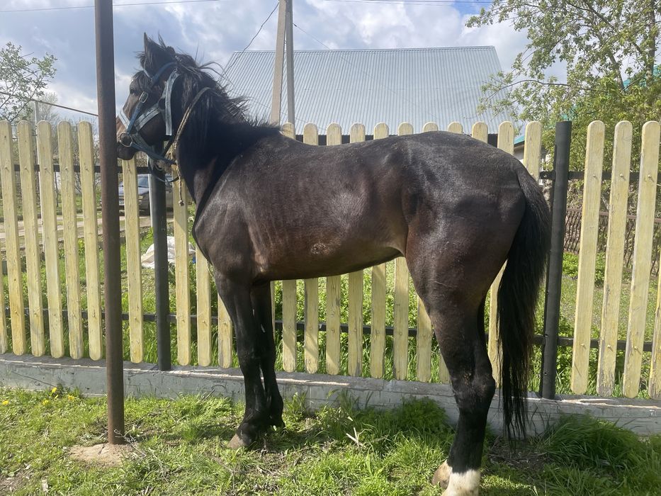 Жылқы сатылады.,!