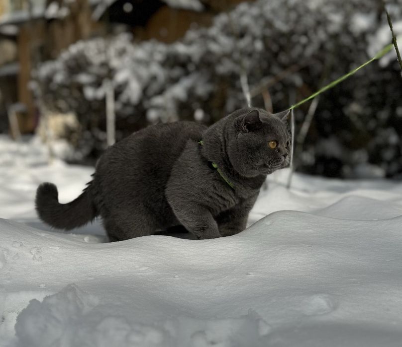 Вязка кота британской породы!
