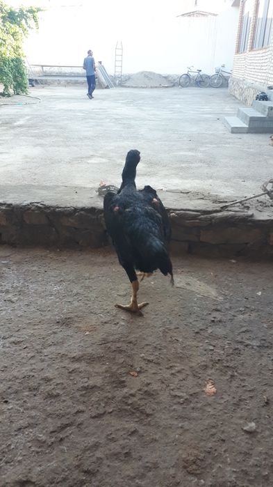 Dakan tovuq kareyskiy shamo